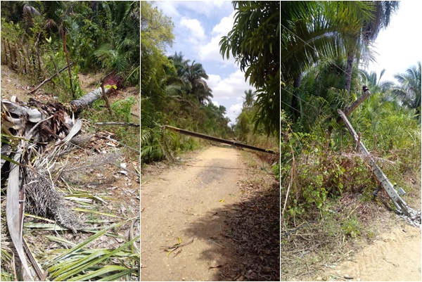 Imagens de palmeiras e postes caídos no povoado Alegria em Teresina